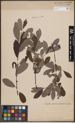 Foto von Salix cinerea L.
